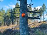  Phelps Mountain Ln - Photo 36