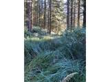 95715 Pinewood Ln - Photo 47