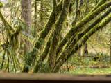 26715 Still Creek Rd - Photo 41