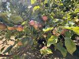 94345 Orchard Ln - Photo 40