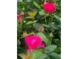 2770 Roberts Ln - Photo 44