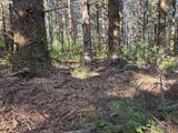  Greggs Creek Rd - Photo 41
