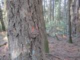 0 Hazelnut Ridge Rd - Photo 23