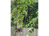 3801 Plum St - Photo 28