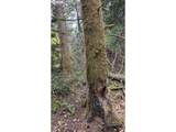 93757 Nabb Ln - Photo 23