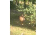4955 Green Mountain Rd - Photo 36