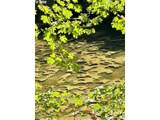 28593 Lower Smith River Rd - Photo 34