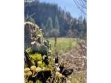 28593 Lower Smith River Rd - Photo 35