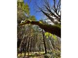 28593 Lower Smith River Rd - Photo 45