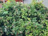 5321 Welch Rd - Photo 37