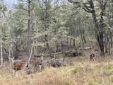 2263 Canyonville Riddle Rd - Photo 35