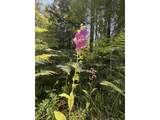 0 Lahar Ln - Photo 6
