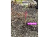 000 Cooney Ln (Parcel 2) Ln - Photo 11