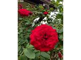 510 98TH Ave - Photo 22