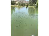 33817 Gage Rd - Photo 41