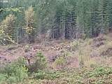 21542 Highway 126 - Photo 23