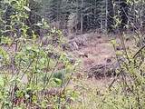 21542 Highway 126 - Photo 24