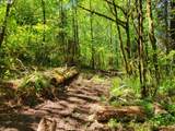 0 Salmon River Hwy - Photo 10