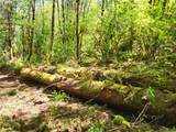 0 Salmon River Hwy - Photo 13
