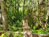 0 Salmon River Hwy - Photo 14
