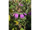  Hamlet Road - Photo 8