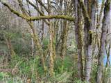  Northrup Creek Rd - Photo 11