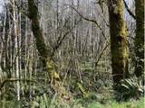  Northrup Creek Rd - Photo 17