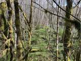  Northrup Creek Rd - Photo 18