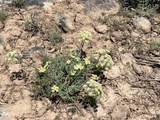  Wildpine Way - Photo 7