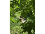 89366 Nelson Mountain Rd - Photo 21