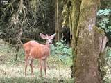 9245 Skyline Blvd - Photo 43