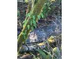  Rock Creek Rd - Photo 4