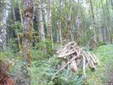 0 Old Rainier Rd - Photo 19