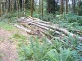 0 Old Rainier Rd - Photo 6