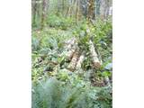 0 Old Rainier Rd - Photo 8