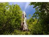  Snag Mountain Rd - Photo 18