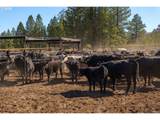 300 49 Rd Silverlake Hwy - Photo 35