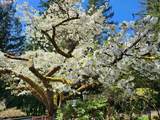 50010 Coalman Rd - Photo 46