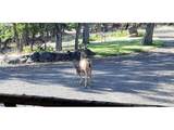 43 Wanna B A Ranch Rd - Photo 47