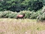 89009 Condon Creek Rd - Photo 48