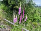  Northrup Creek Rd - Photo 10