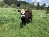 5143 Umpqua Highway 99 - Photo 21