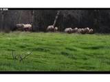 5143 Umpqua Highway 99 - Photo 39