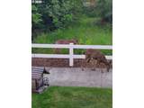 3710 Scarlet Pl - Photo 4