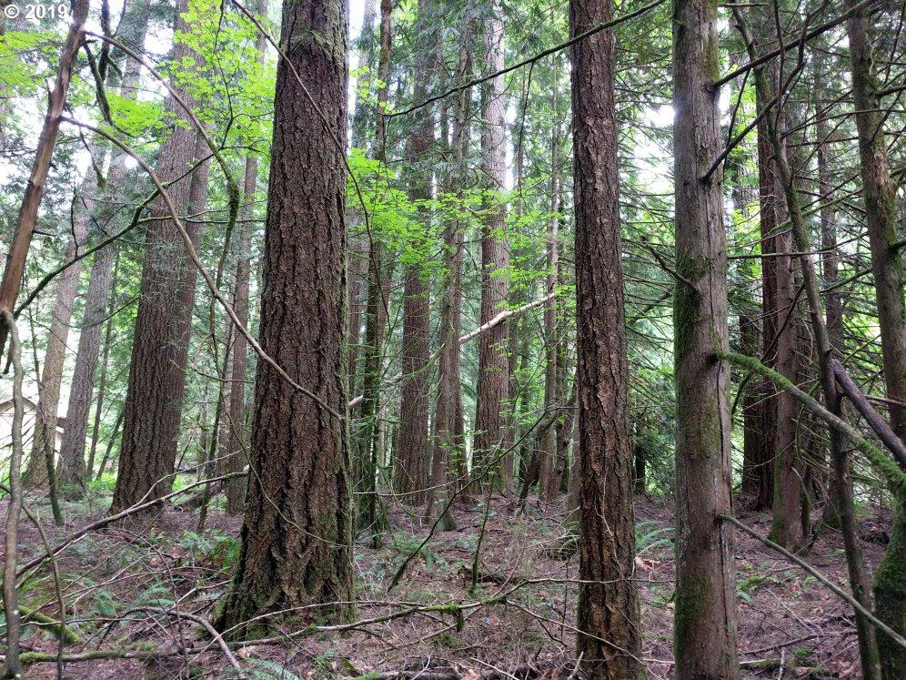 0 Lolo Pass - Photo 1