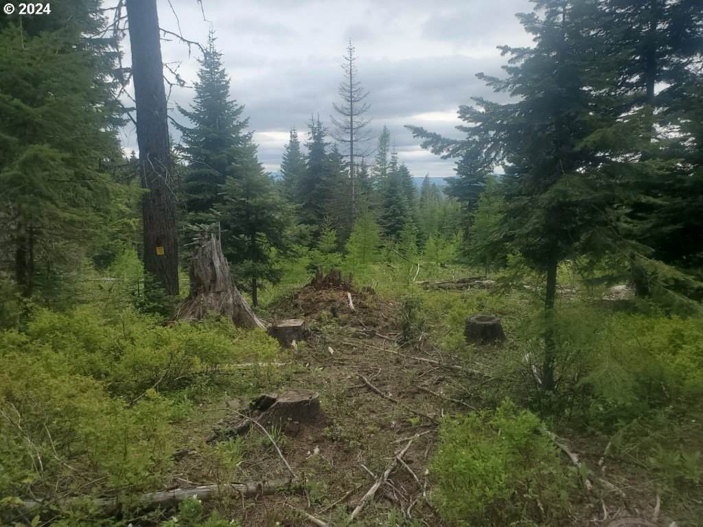 Coyote Ridge Rd - Photo 1