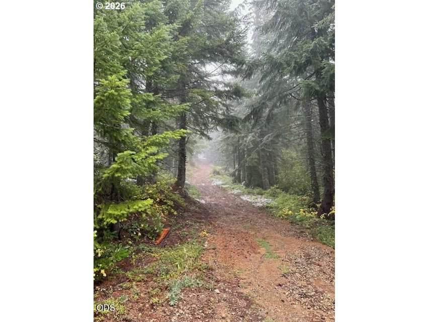  Forest Rod 2820 - Photo 1