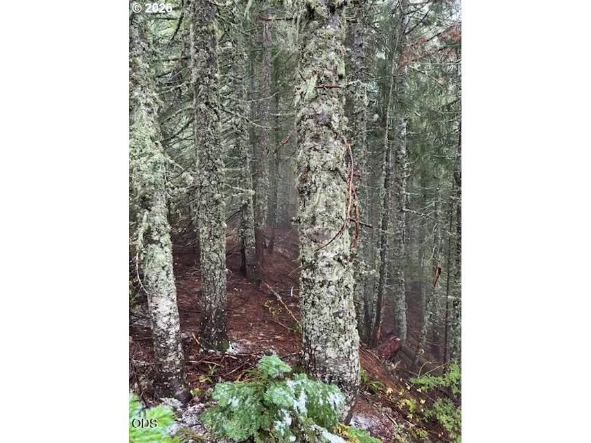 https://bt-photos.global.ssl.fastly.net/portland/orig_boomver_1_327676233-2.jpg