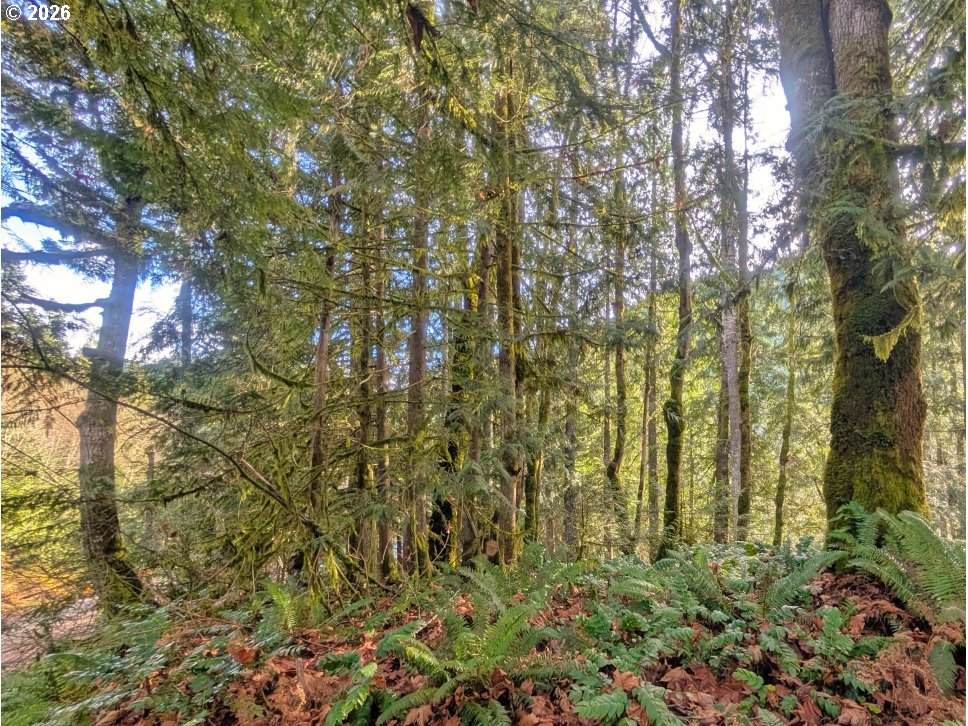 https://bt-photos.global.ssl.fastly.net/portland/orig_boomver_1_556686489-2.jpg