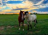 36925 Shear Road - Photo 33